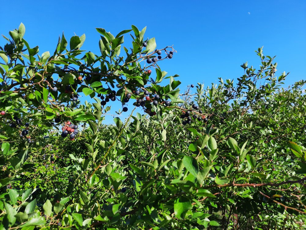 Walden Berries景点图片