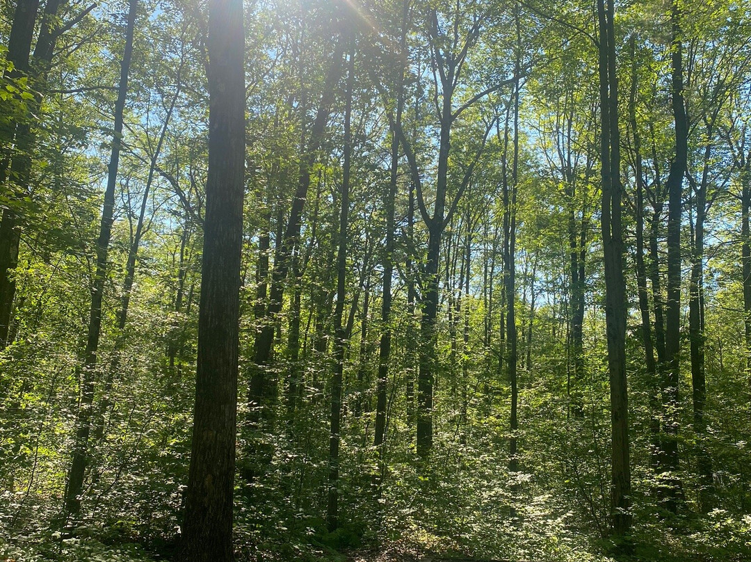 Blueberry Patch Campground