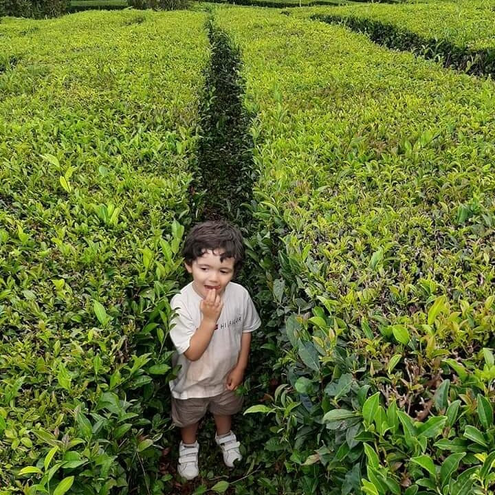 Plantações de Chá Gorreana-Maia必去景点