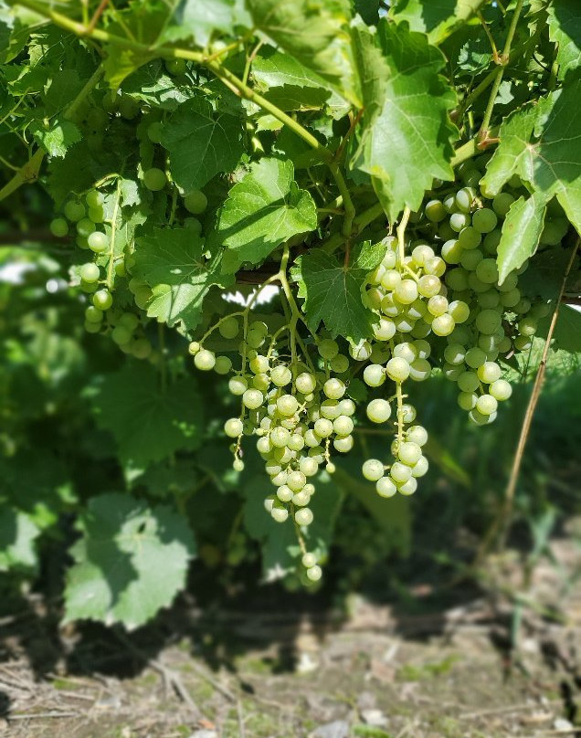 Vignoble Rivière du Chêne Winery-Saint-Eustache必去景点