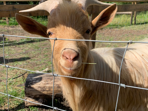 George Mead Memorial Stables-Welling必去景点