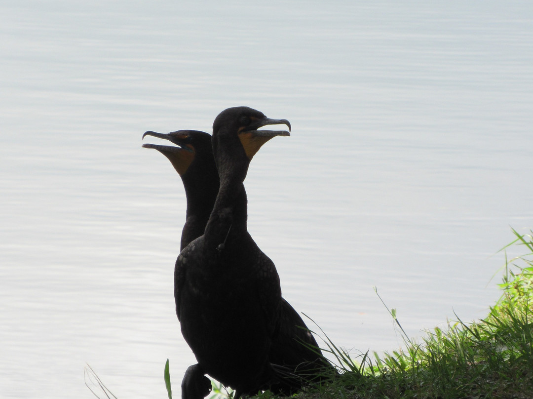 Tuscawilla Park-奥卡拉必去景点