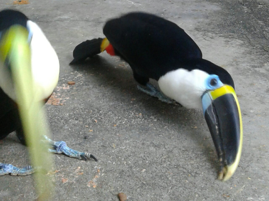 Zoologico el Gallito de las Rocas-拉梅尔塞必去景点