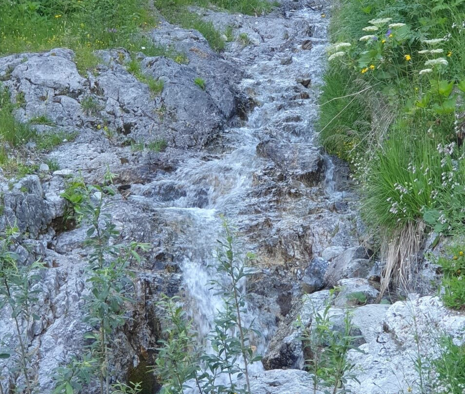 Botanical Garden Alpinum Schatzalp-Davos Platz必去景点
