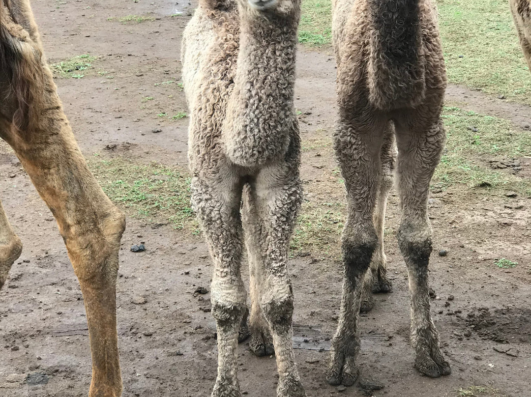 Camel Milk NSW-Muswellbrook必去景点