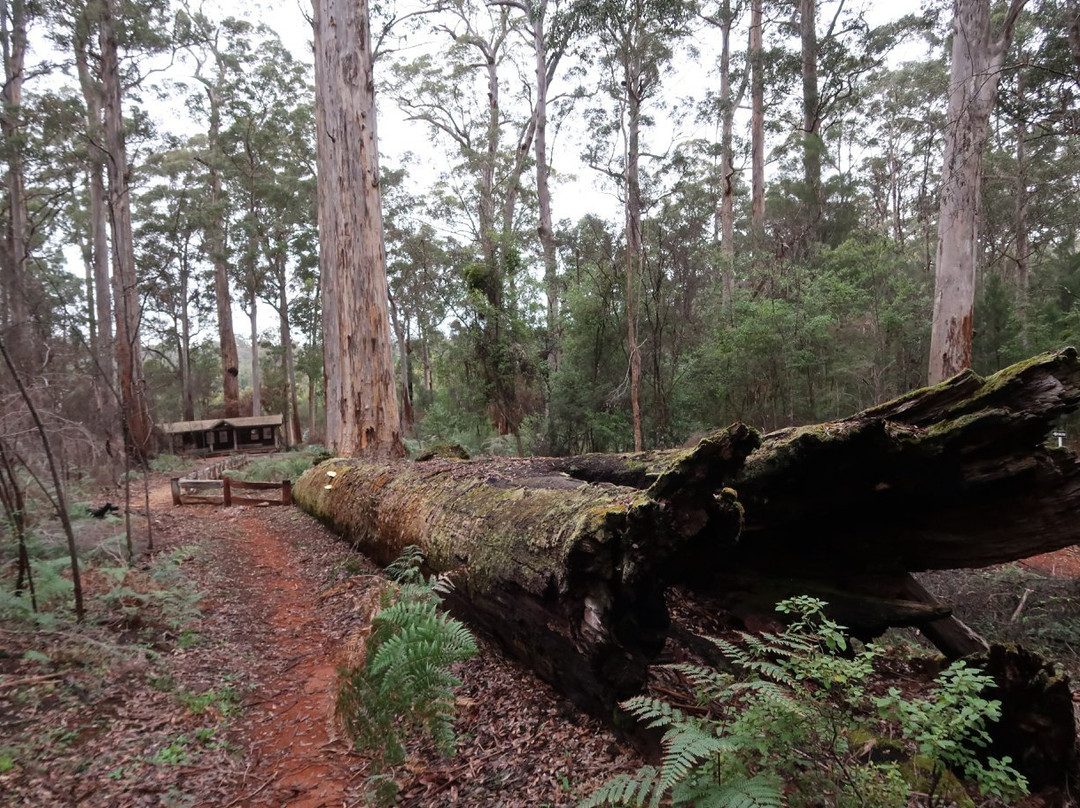 Four Aces-Manjimup必去景点