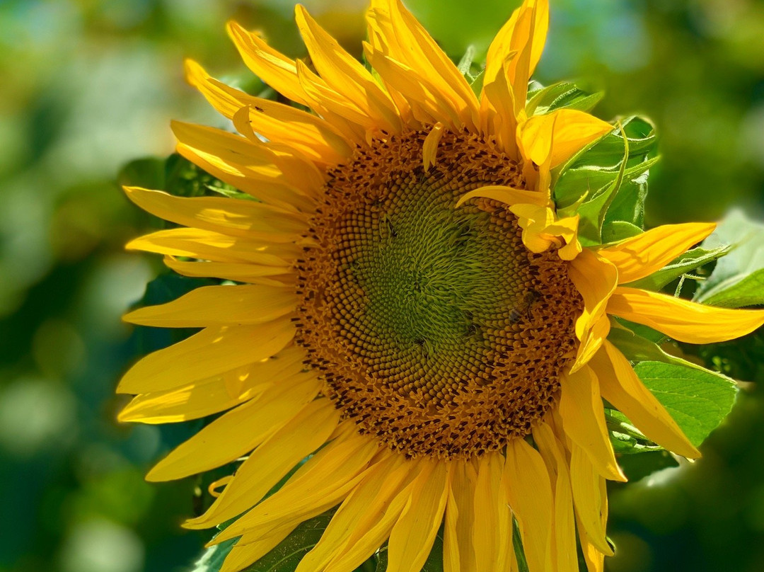 Farm Store at Kellogg Ranch-波莫纳必去景点