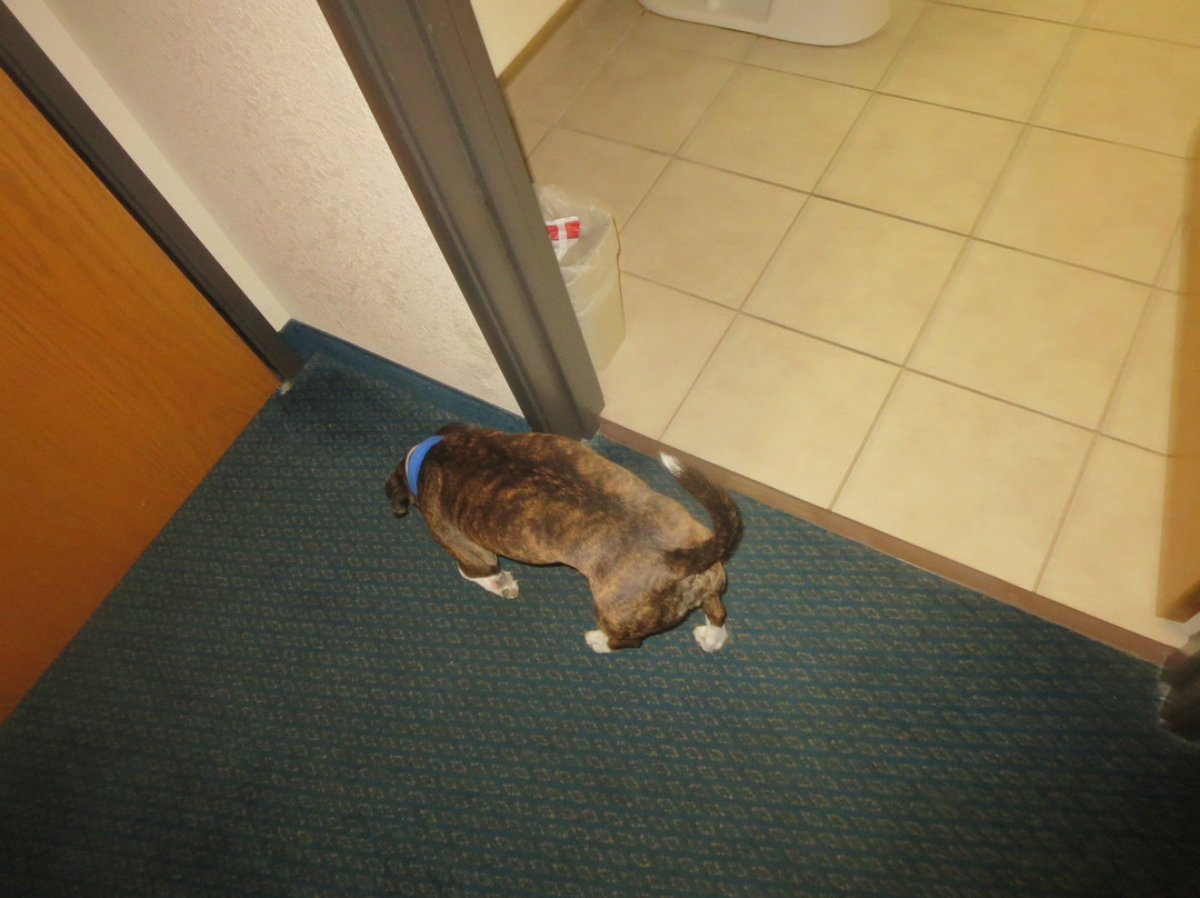 Super 8 by Wyndham Wall主图