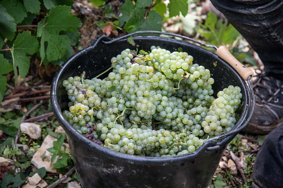 Champagne Binon Coquard-Spoy必去景点