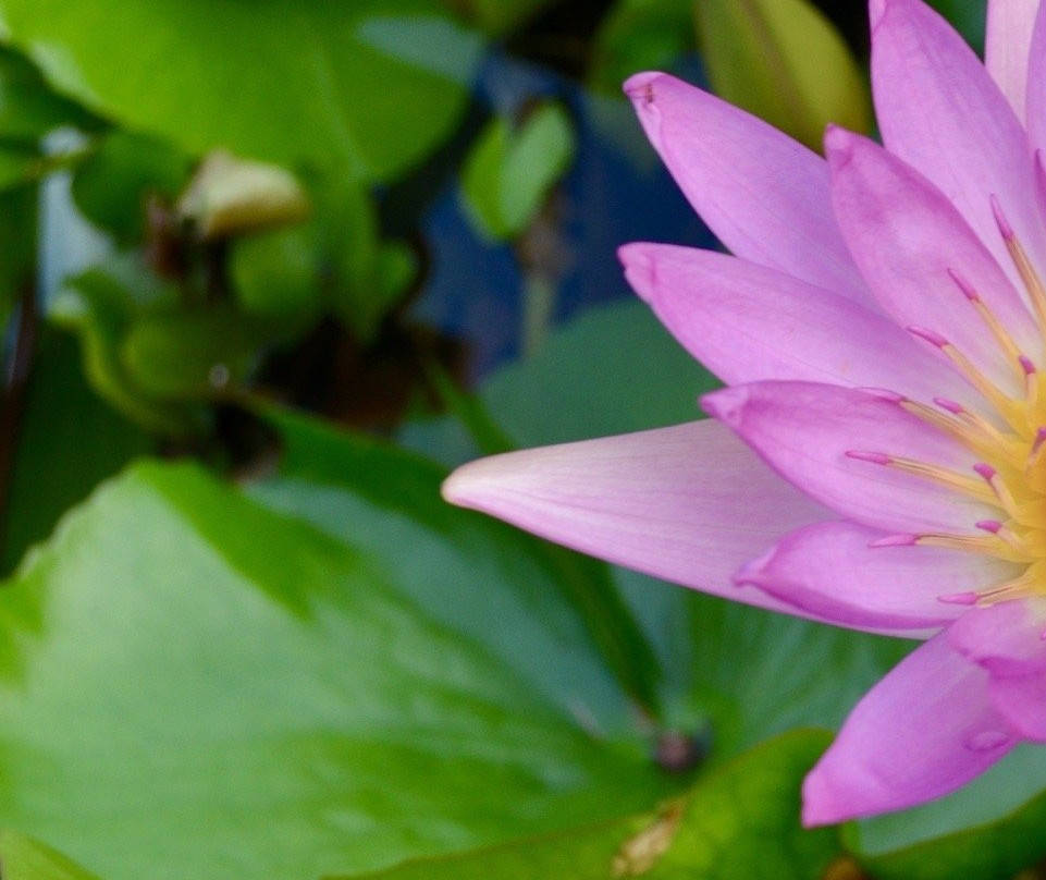 Dubua Cafe-那空猜是必去景点