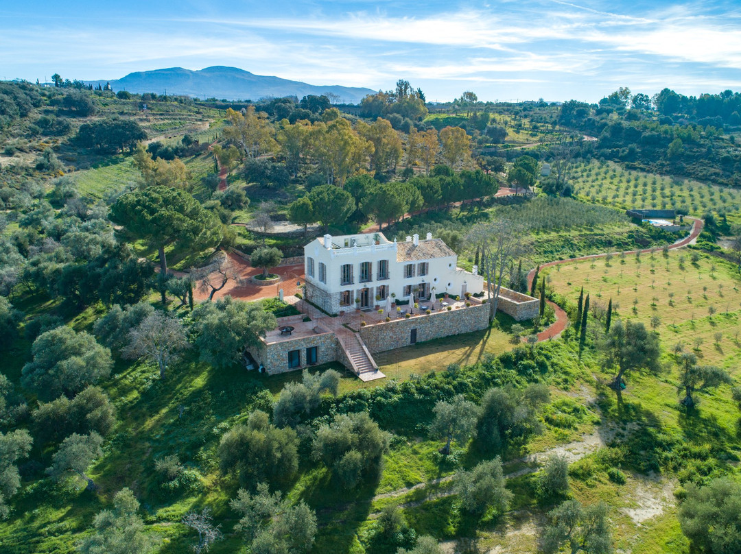 Cortijo LA Organic主图