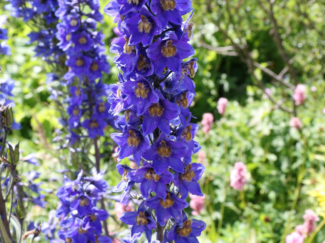 Jardin Botanique Alpin du Lautaret-Villar-d'Arene必去景点