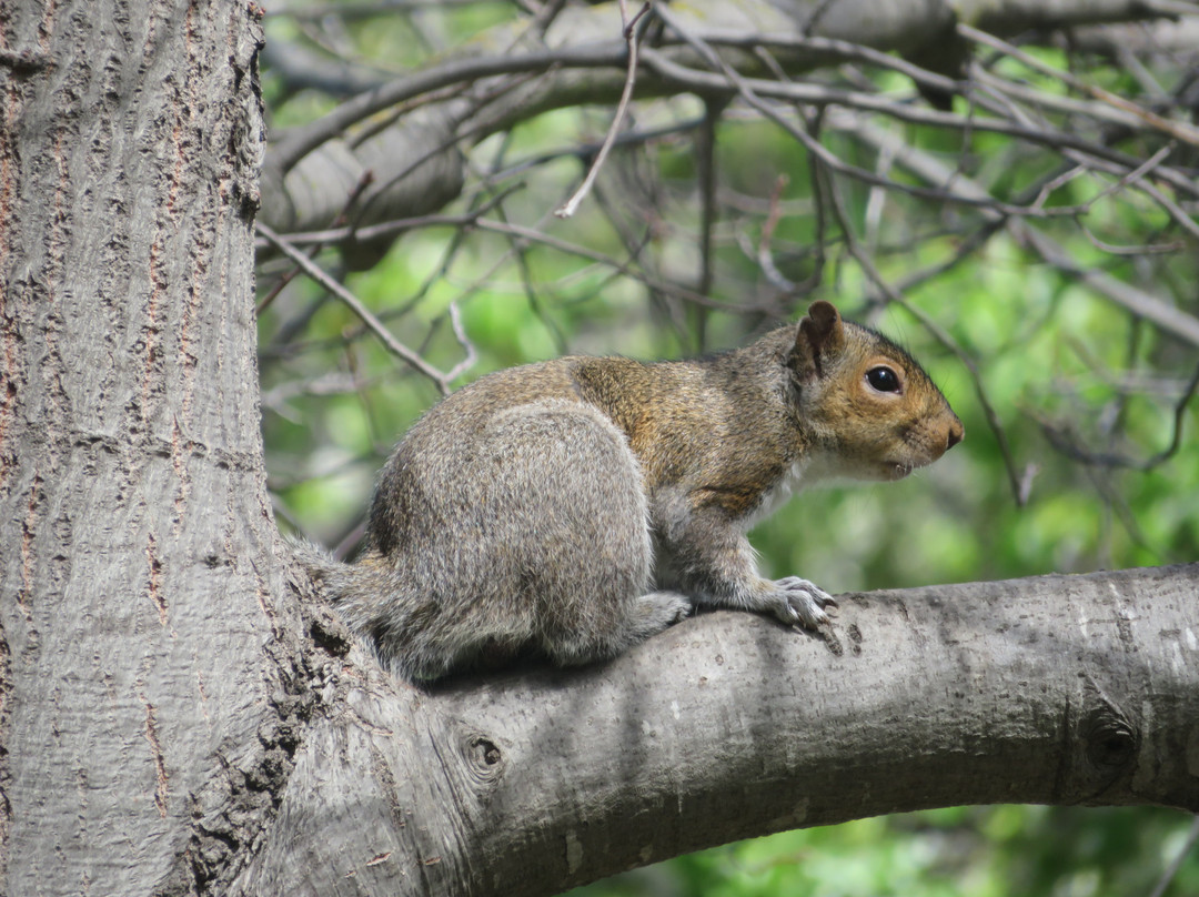Rengstorff Park & Pool-山景城必去景点