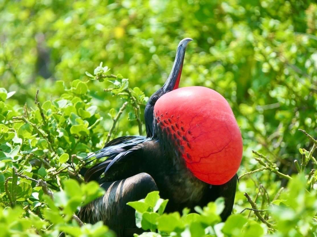 Isla Lobos-圣克里斯托瓦尔必去景点