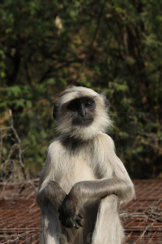 Galtaji Temple-斋蒲尔必去景点