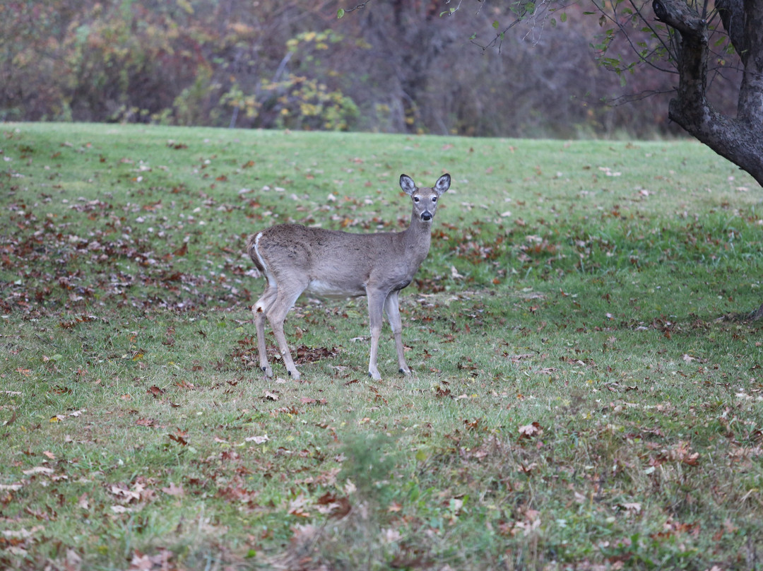 The Pearl of Seneca Lake B&B主图