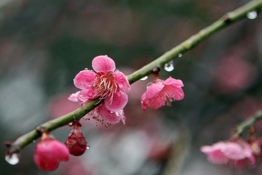 Maegokdong Tammae Village-顺天市必去景点
