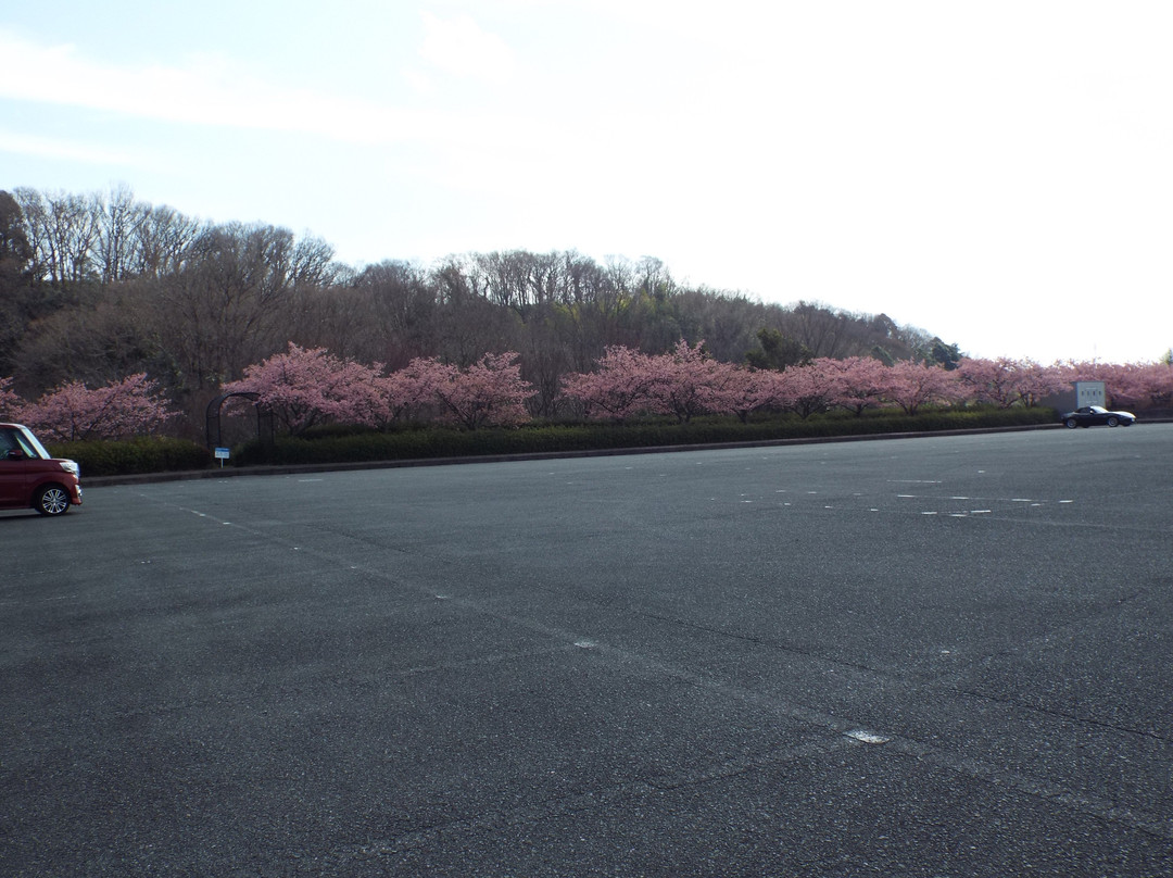 Chuo Undo Park-秦野市必去景点