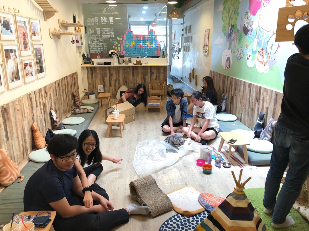 Meomi Cat Café-新加坡必去景点