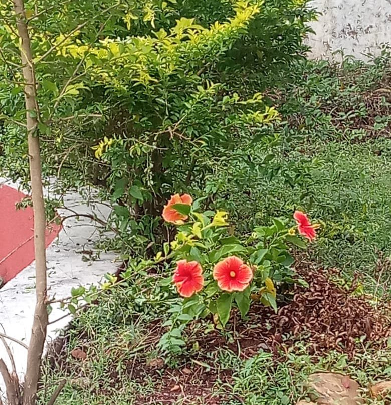 Shalom Villa Bryan's Homestay主图