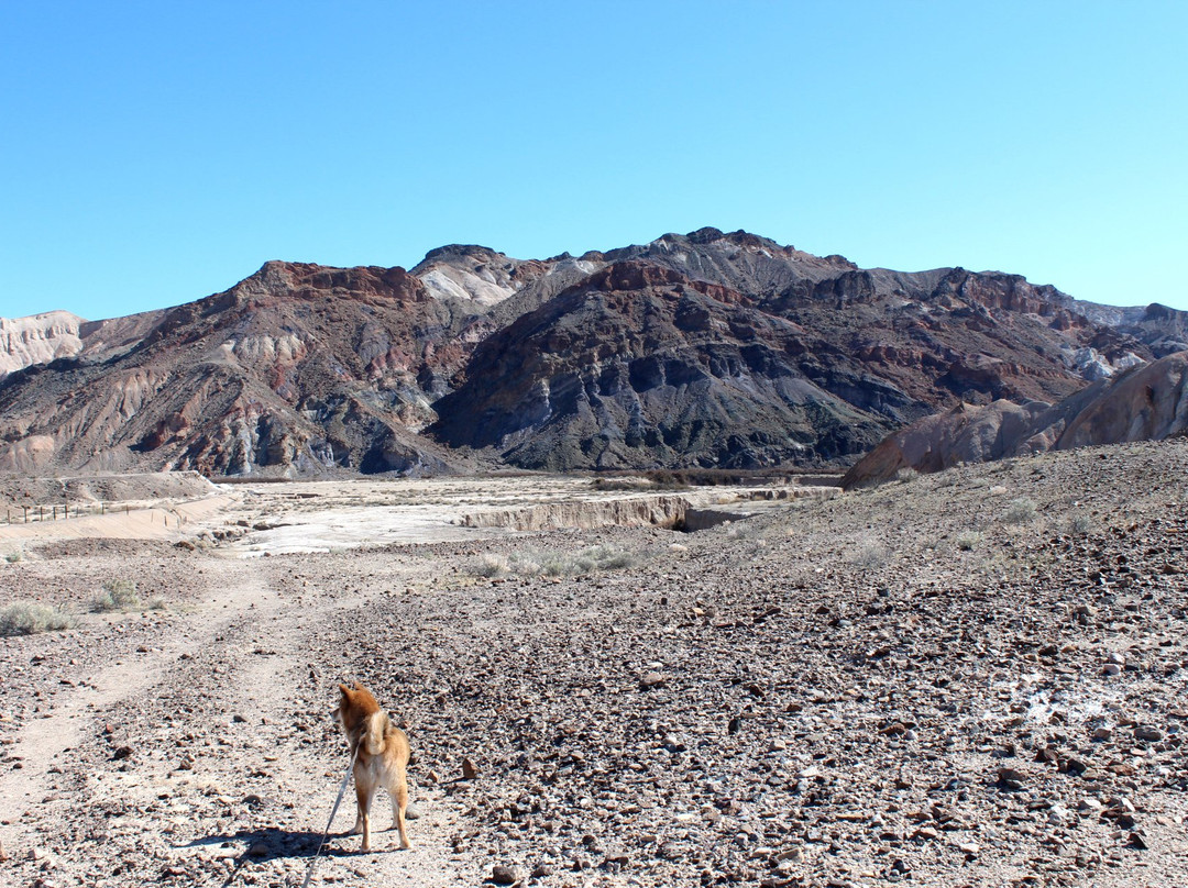 China Ranch Date Farm-Tecopa必去景点