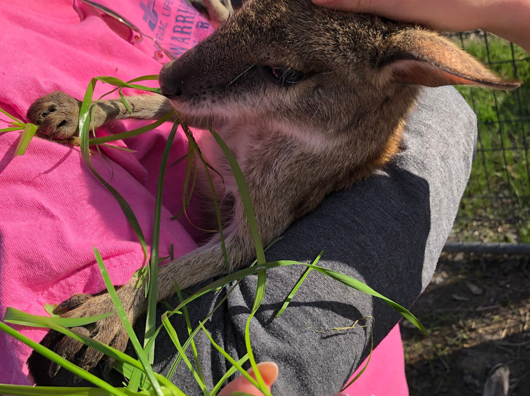 Kliebert & Sons Gator Tours-Ponchatoula必去景点