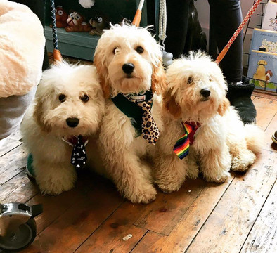 Paws On Sofas-Haworth必去景点