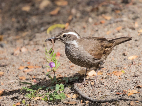 Puerto Varas Gringo Hiking Tours-巴拉斯港必去景点
