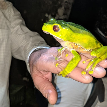 Kambo Jungle Expeditions-伊基托斯必去景点