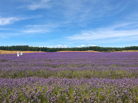 New Zealand Alpine Lavender Farm-普卡基必去景点