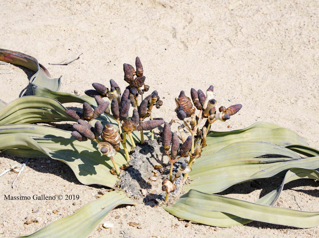 Welwitschia Plains景点图片