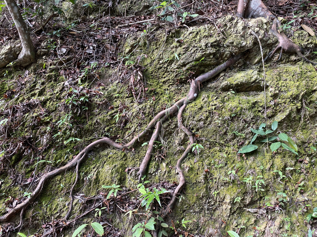Tanjung Tuan Recreational Forest-波德申必去景点
