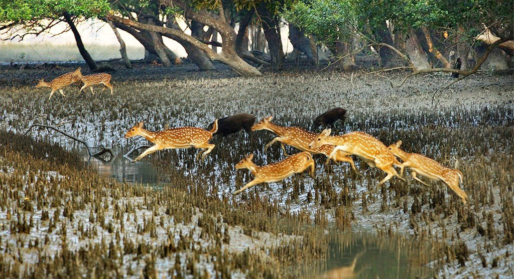 Beautiful Bangladesh Tours And Travels-库尔纳县必去景点
