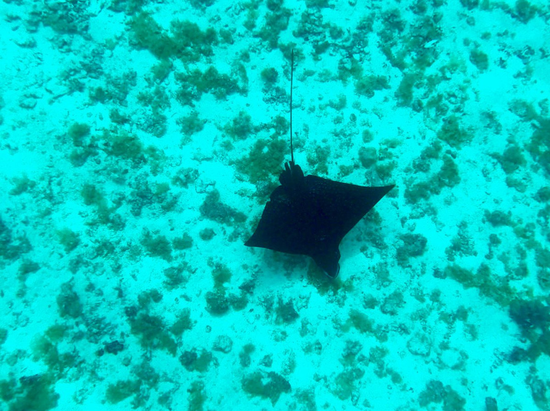 Moorea Watersport景点图片
