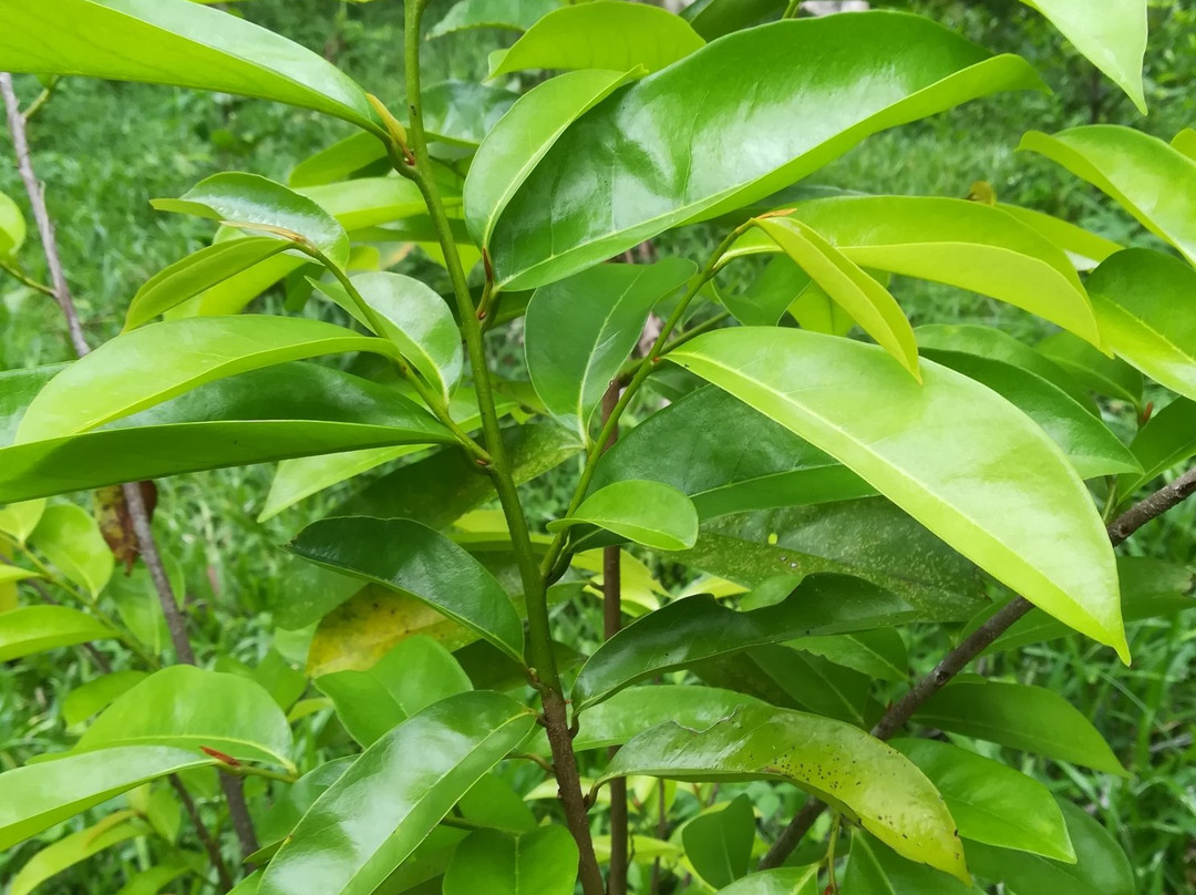 Zanzibar Spice Tour景点图片