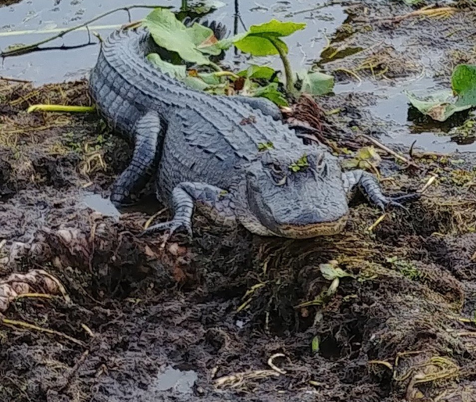 Wild Willy's Airboat Tours-圣克劳德必去景点
