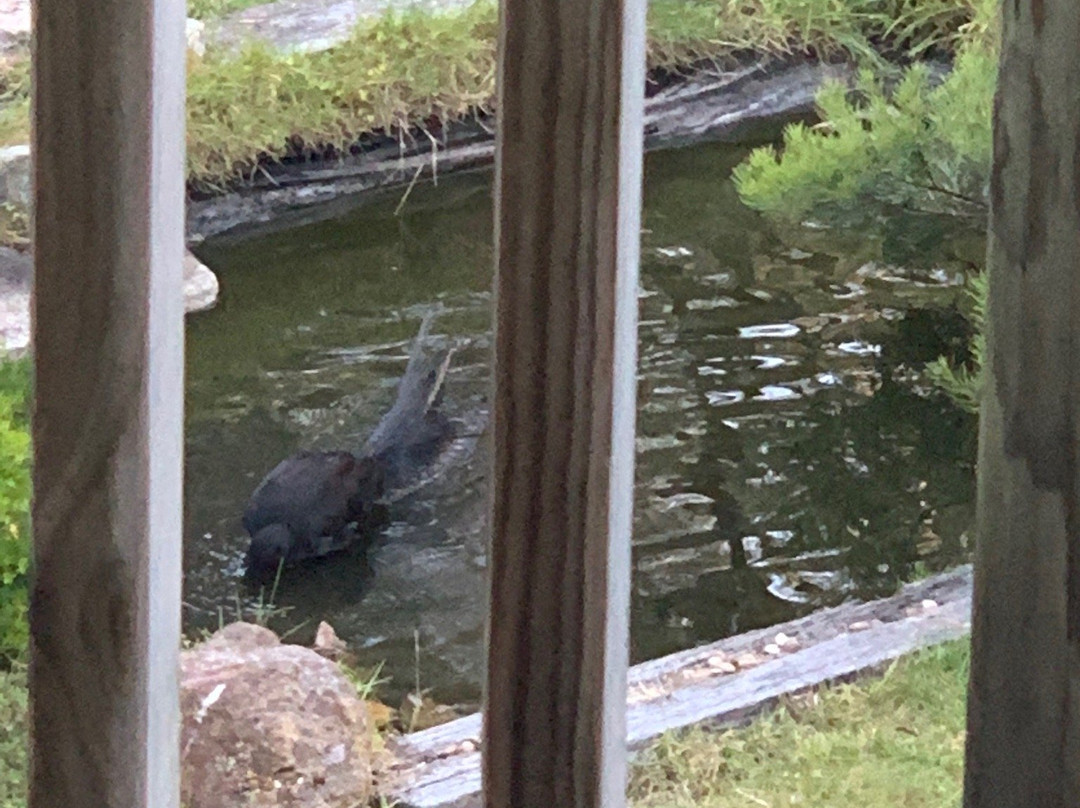 Goldsmith's in the Forest主图