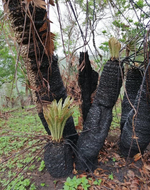 Modjadji Nature Reserve-Duiwelskloof必去景点