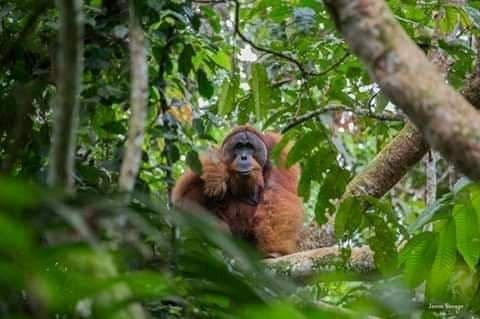 Sumatra Trekking-武吉拉旺必去景点