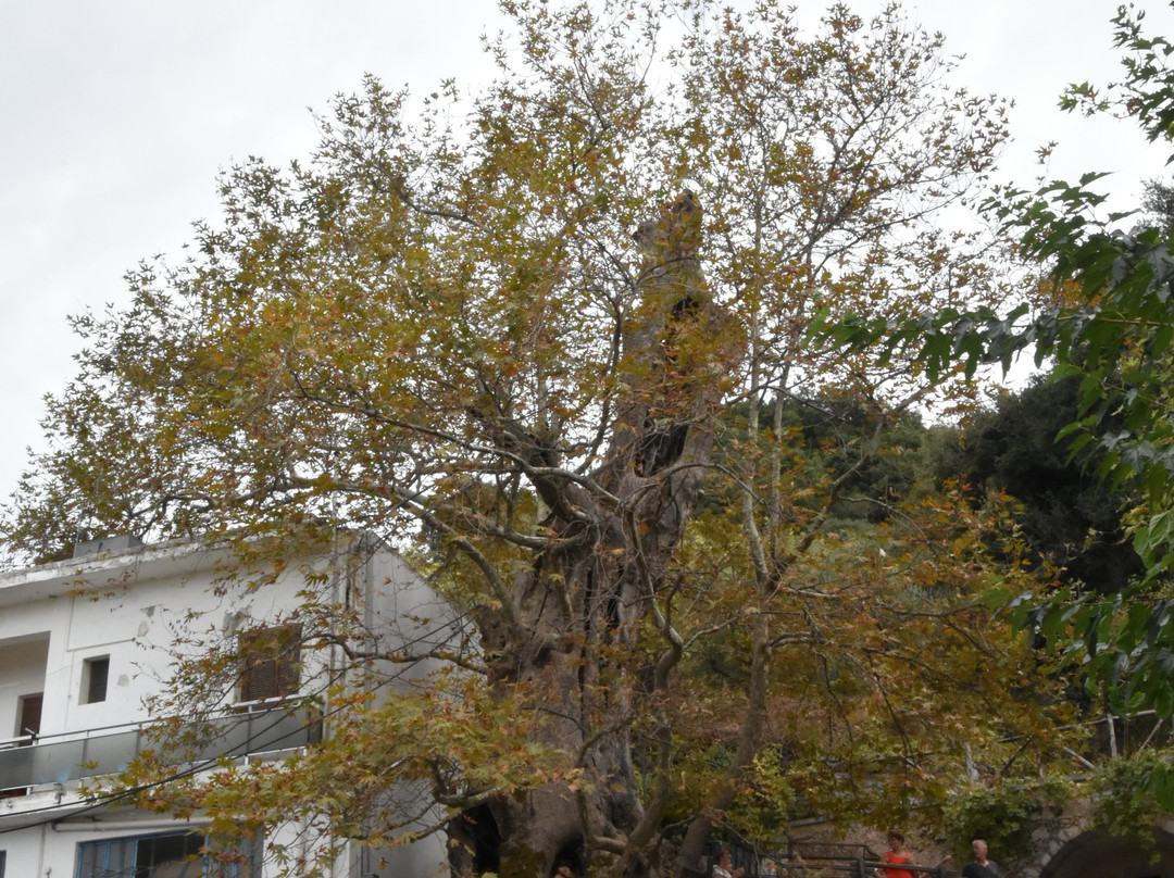 Platanus Tree景点图片