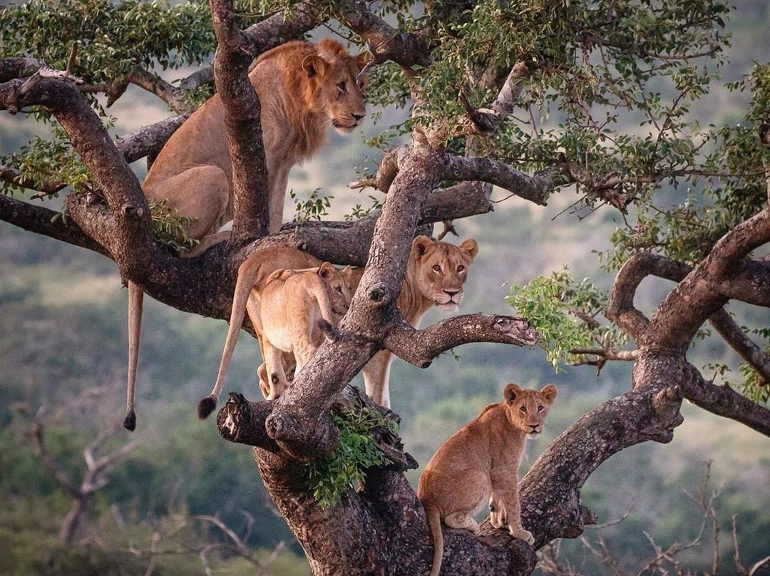 菲达私人禁猎区旅游攻略图片
