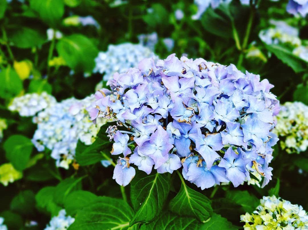 Harper's Mansion-Berrima必去景点