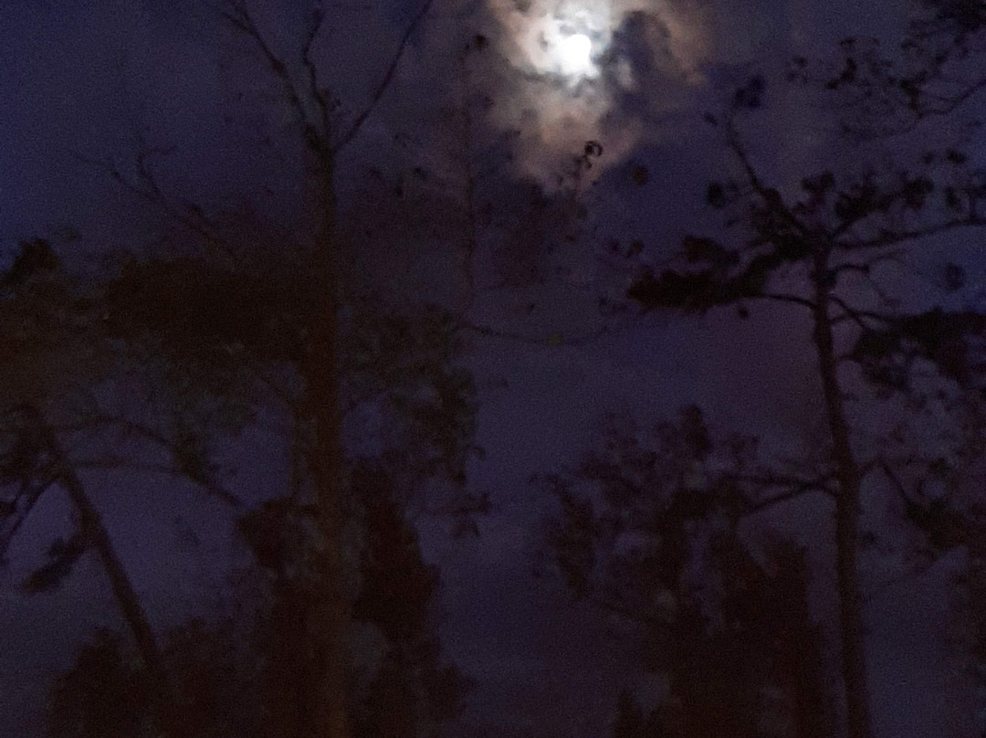 Torreya State Park景点图片