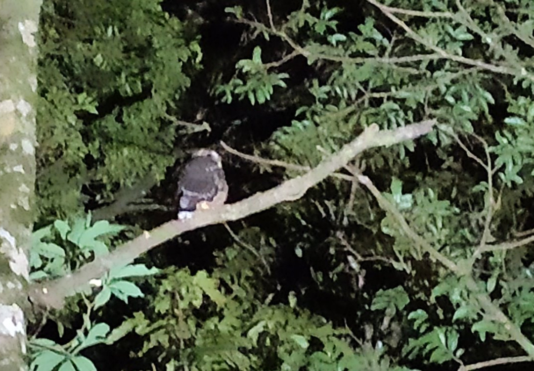 Monteverde Experts-Los Tornos必去景点