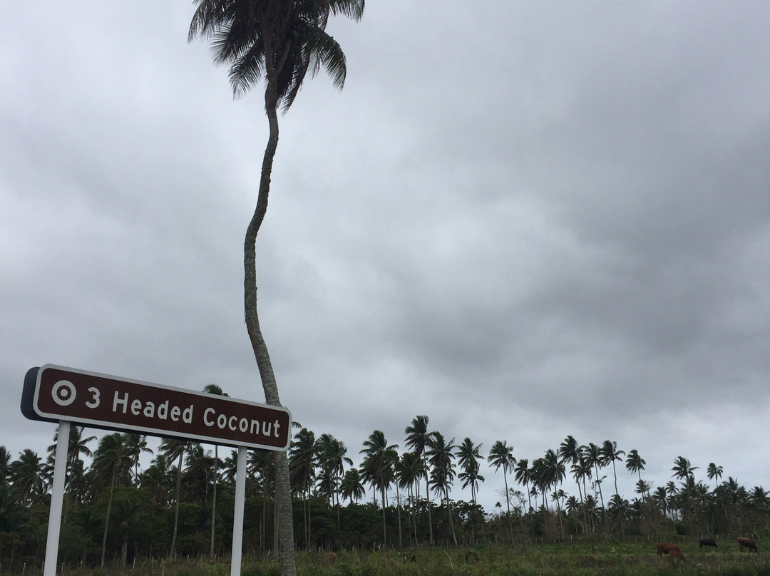 3 Headed Coconut-Tongatapu Island必去景点