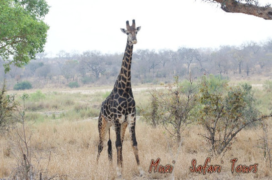 Muzi Safari Tours-雾观必去景点