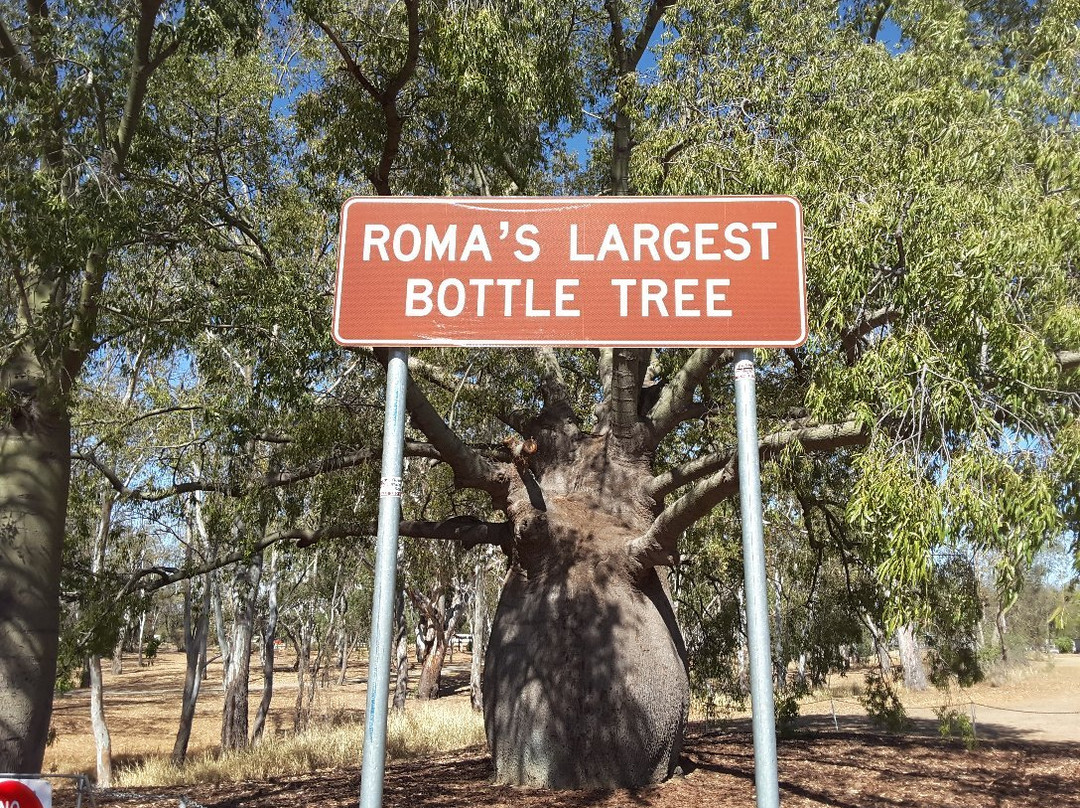 Roma's Biggest Bottle Tree景点图片