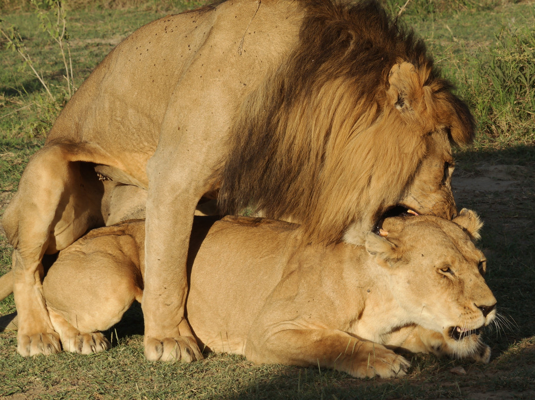 Serengeti Sons Safaris-阿鲁沙必去景点