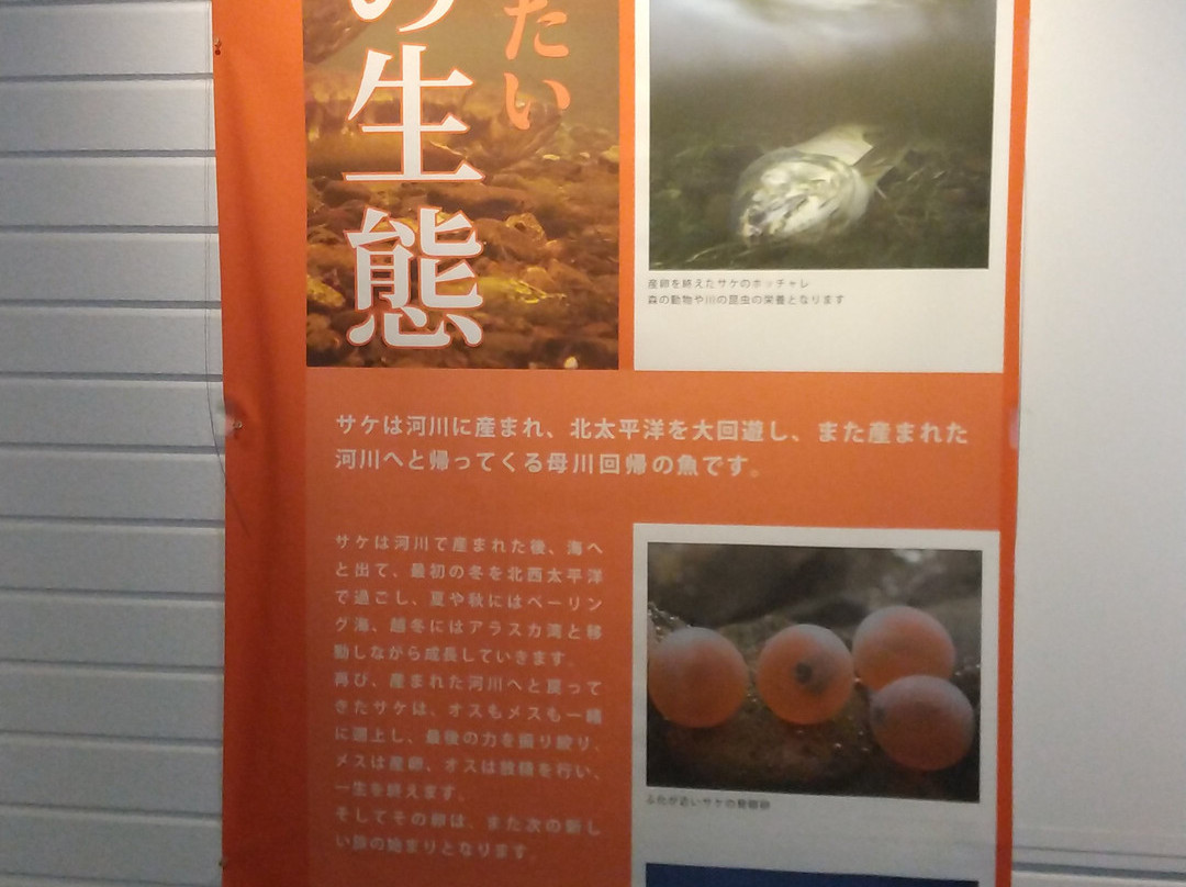 Chitose Sake Masu no Mori Sake Masu Johokan-千岁市必去景点