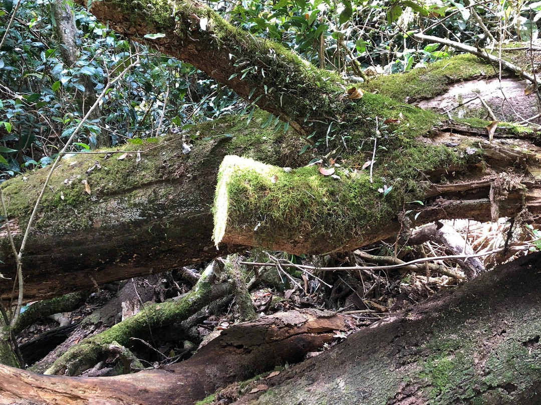 Border Ranges National Park景点图片